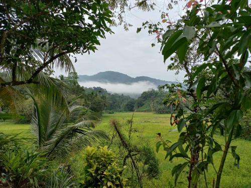 Traveller's Choice Sinharaja