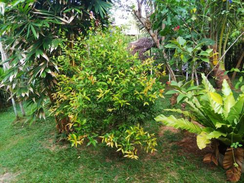 Bed & Breakfast Bamboo Home Stay Hiriketiya