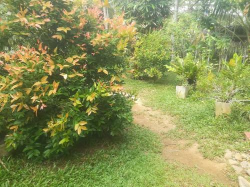 Bed & Breakfast Bamboo Home Stay Hiriketiya