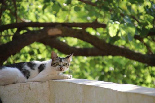Ajloun Mihna Guest House