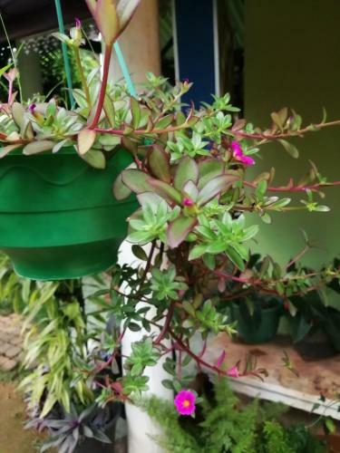 Hostal Whiteflowerhomestayella
