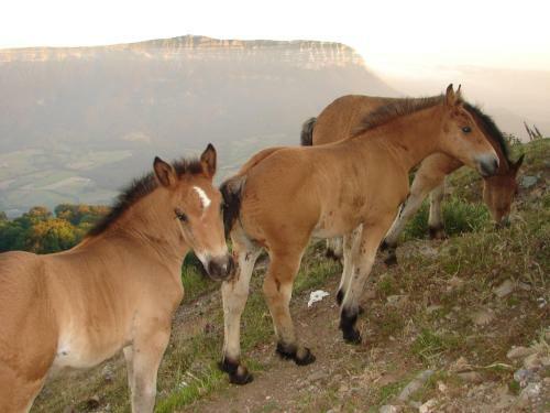 Apartamentos Lazkano I Y II