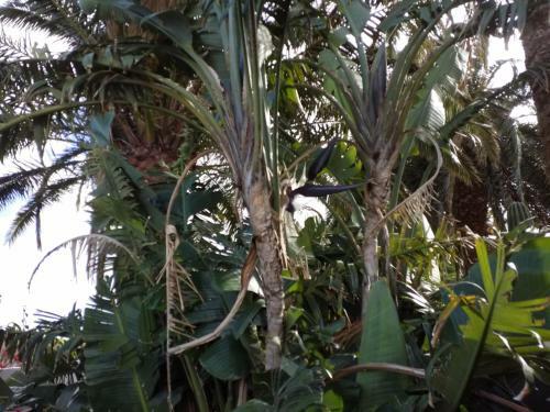 Apartamento Palmeras