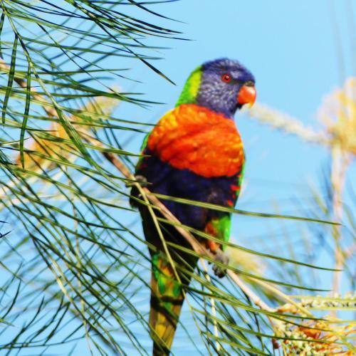 Sanctuary Lakes Fauna Retreat