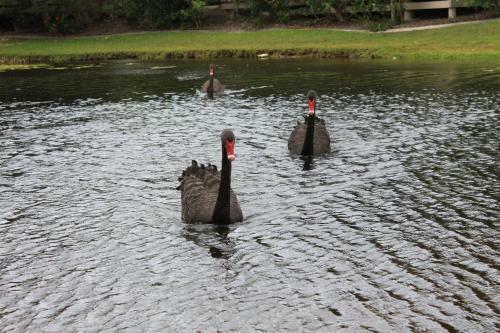 Sanctuary Lakes Fauna Retreat