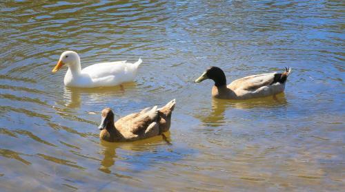 Sanctuary Lakes Fauna Retreat