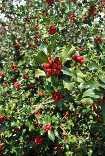 Apartamento Turistico El Acebo