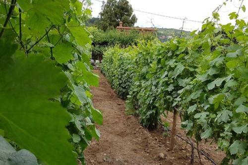 La Tagora Casa Rural En Icod De Los Vinos