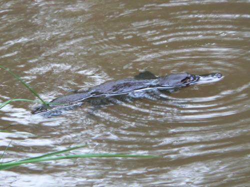 Bushland Cottages And Lodge