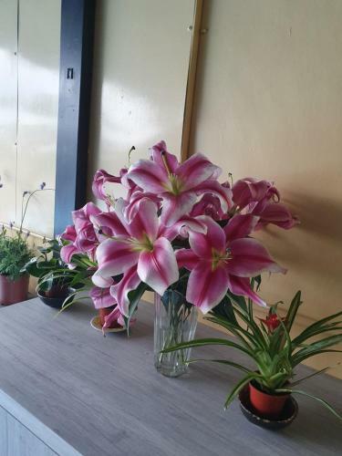 Hostal Stay If You Wish Homestay