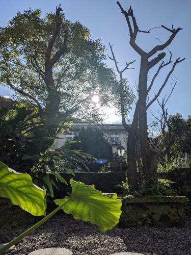Sunflecks Jiufen