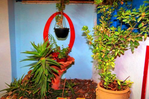 Albergue The Blue House "gerasa"