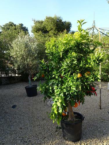 Casa Andalus Holiday Villa