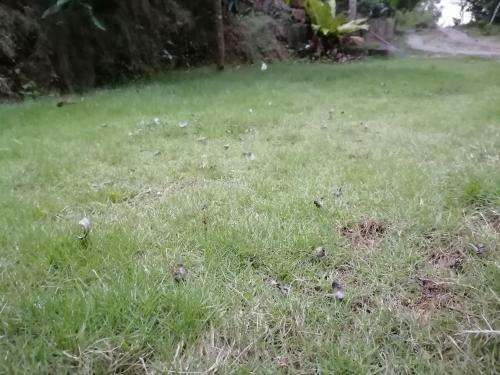 Grasshopper