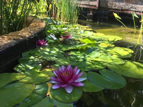 Agroturismo Caba�as De Madera Y Bungalows - Gilma�as 3