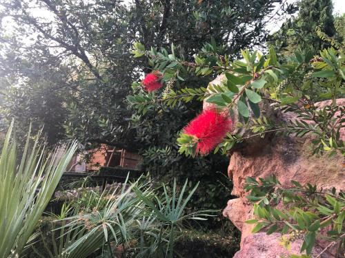 Agroturismo Caba�as De Madera Y Bungalows - Gilma�as 3