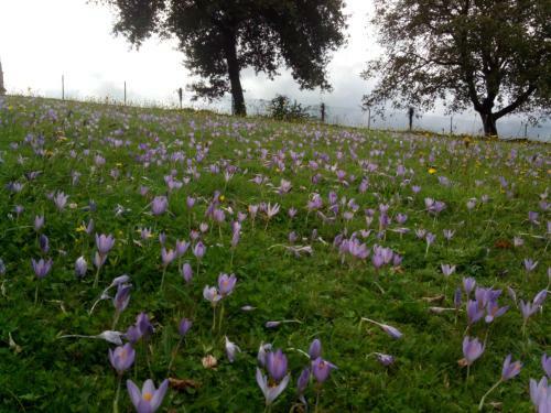 Agroturismo Casa Vixide