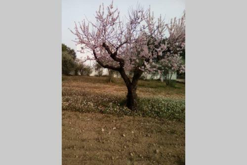 El Maset Blanch