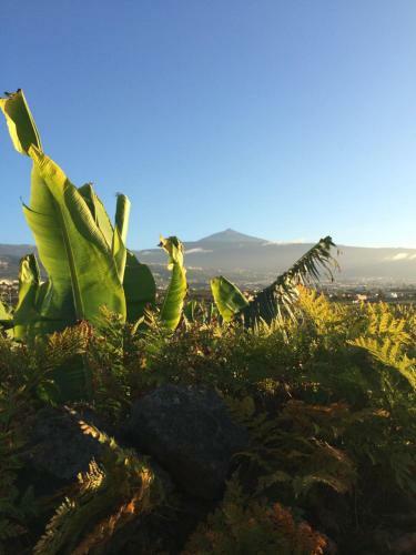 Finca La Plantaci�n _agroturismo
