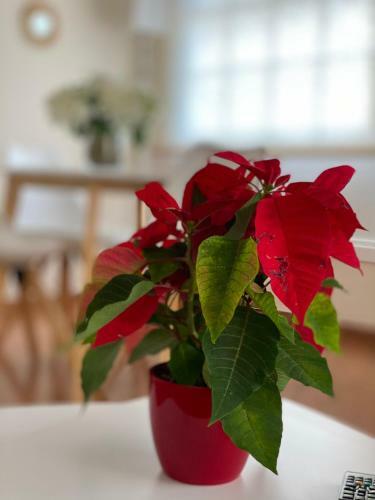 Apartamento Piso Auditorio Centro La Orotava