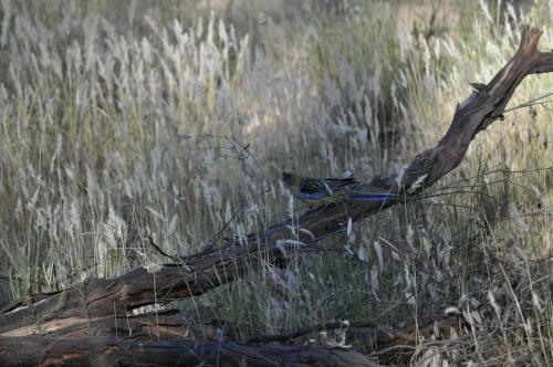 Captain's Cottage Bed & Breakfast