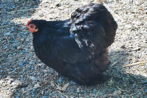 Summer House Tgn Rural