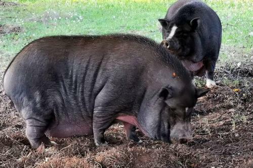 Summer House Tgn Rural