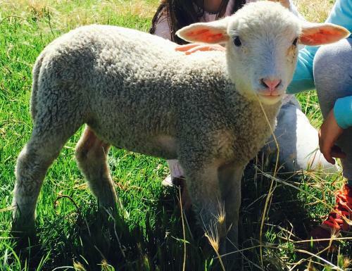 Agroturismo Morella Farm
