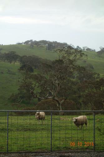 Agroturismo Morella Farm