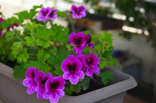 Apartamento Sea Pearl