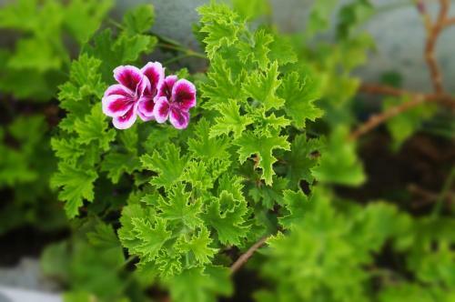 Apartamento Sea Pearl