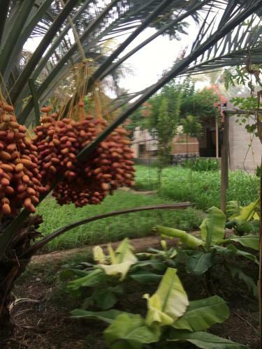 Lodge Nizwa Garden Suite