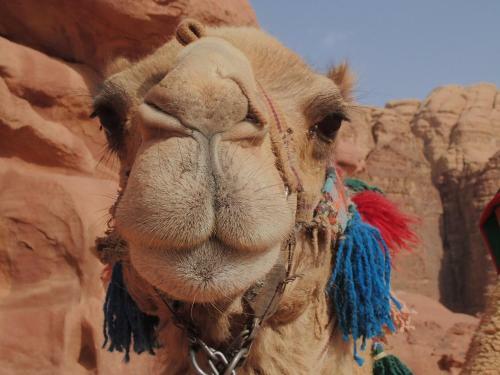 Jordan Tracks Bedouin Camp