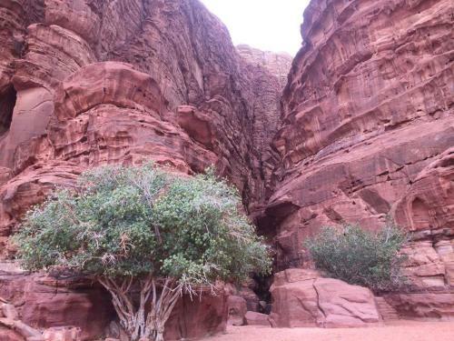 Wadi Rum Sky Tours & Camp
