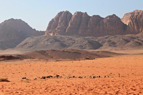 Wadi Rum Protected Area Camp