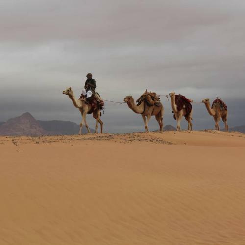 Hotel Bedouin Future Camp