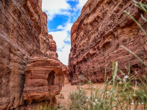 Desert Mars Camp & Tours