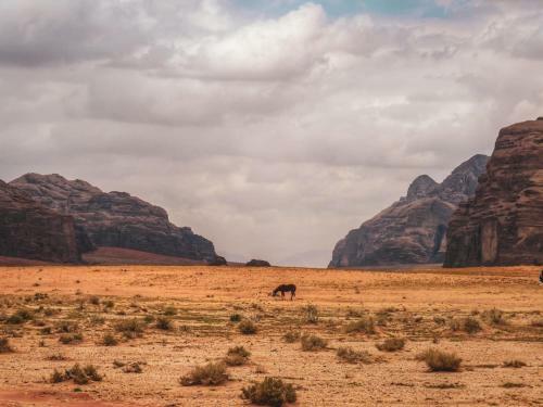 Desert Mars Camp & Tours
