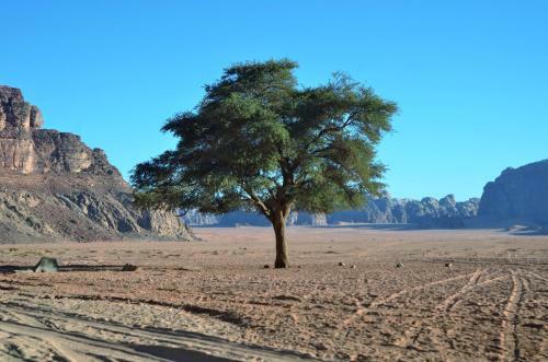 Wadi Rum Camp& Jeep Tour