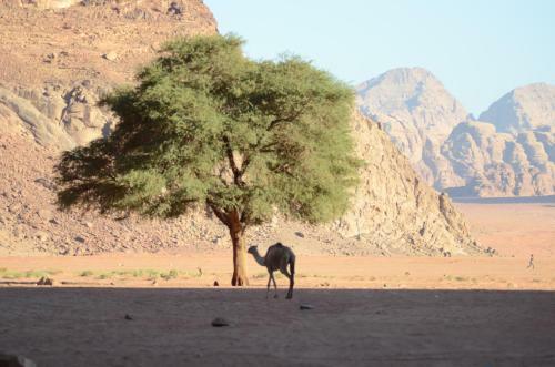 Wadi Rum Camp& Jeep Tour