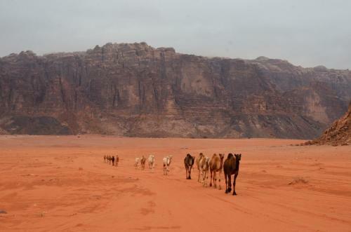 Wadi Rum Camp& Jeep Tour