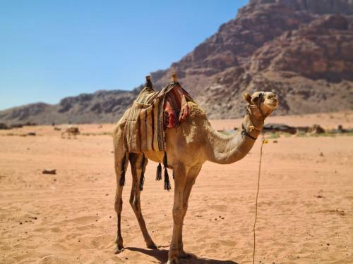 Bedouin Moon Camp&tour