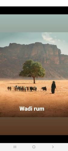 Bedouin Moon Camp&tour