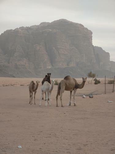 Night Under The Stars - Bedouin Camp