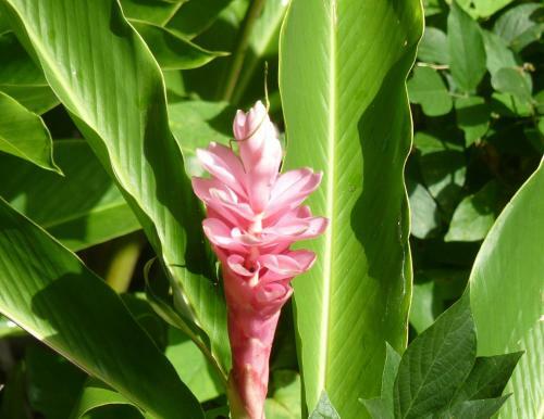 Apartamento C�t� Cara�bes