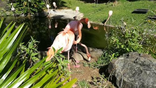 Apartamento C�t� Cara�bes