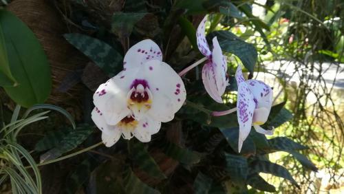 Apartamento C�t� Cara�bes