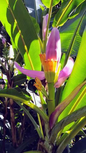 Apartamento C�t� Cara�bes