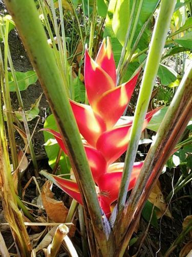 Les Lodges Les Hauts de Deshaies Bungalow Aruba