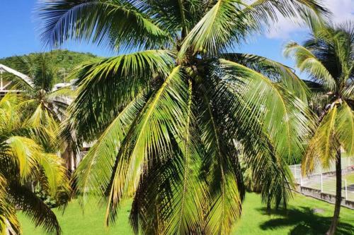 Apartamento Le Cocotier Des Aliz�s